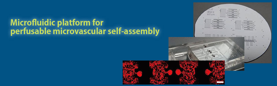 Microfluidic platform for perfusable microvascular self-assembly