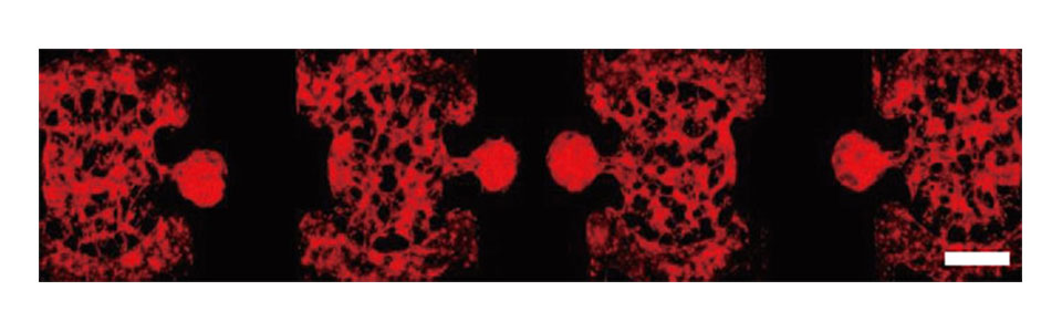 Rfp-labeled VeraVec endothelial cells self-assemble into 3D microvascular structures. 