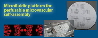 Microfluidic platform for perfusable microvascular self-assembly