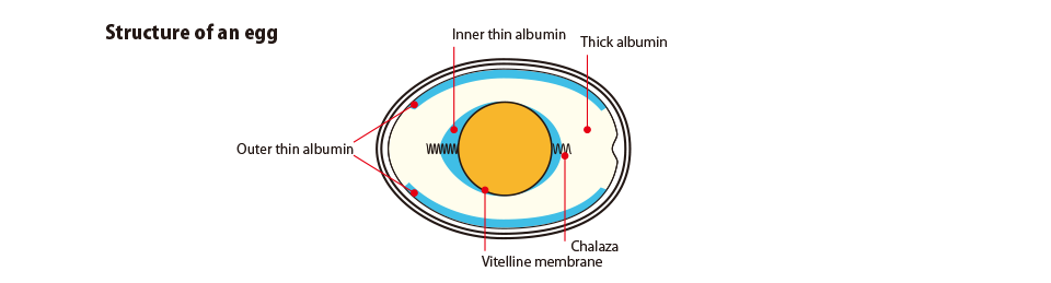 Structure of an egg