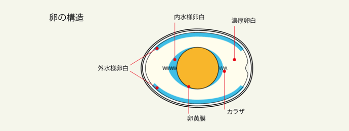 卵の構造